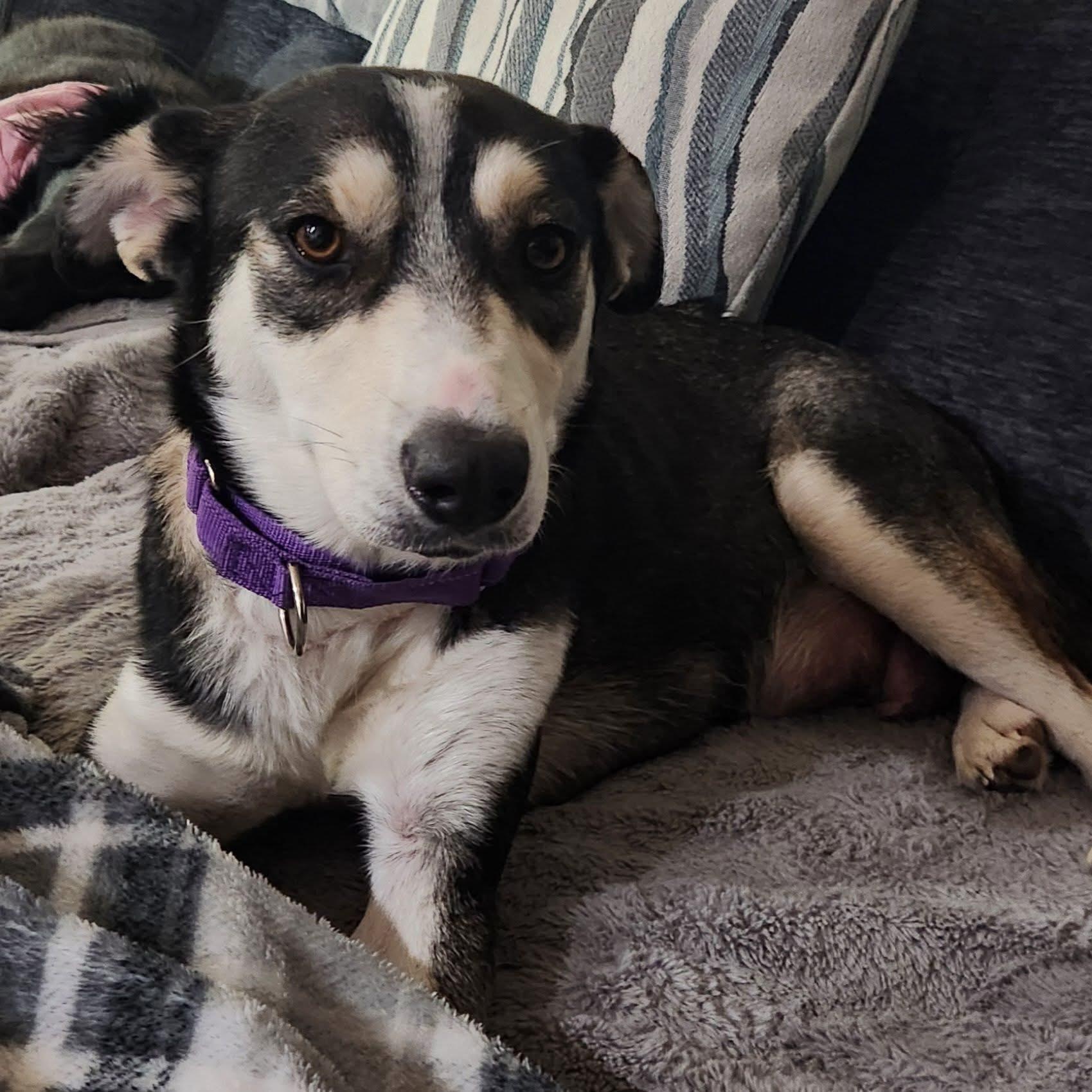 Choco Latte, an adopted mixed breed in McHenry, IL image 4/4