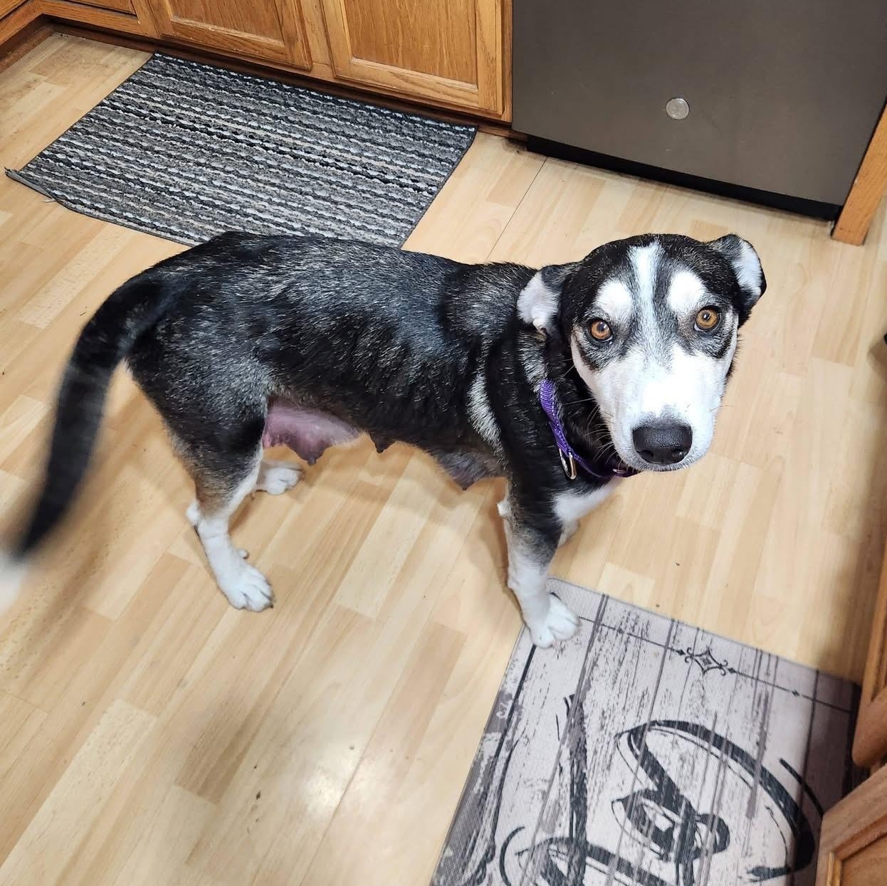 Choco Latte, an adopted mixed breed in McHenry, IL image 3/4