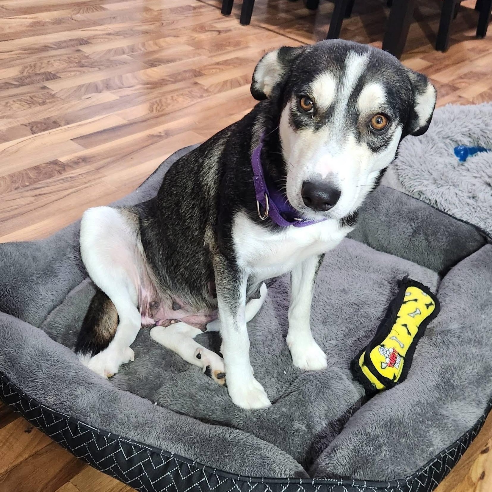 Choco Latte, an adopted mixed breed in McHenry, IL image 2/4