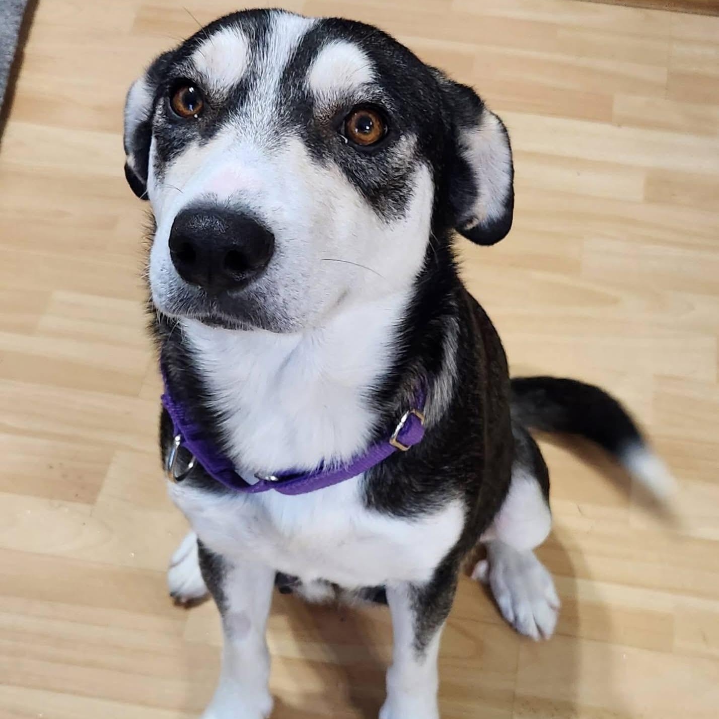 Choco Latte, adopted, Young Female Husky.