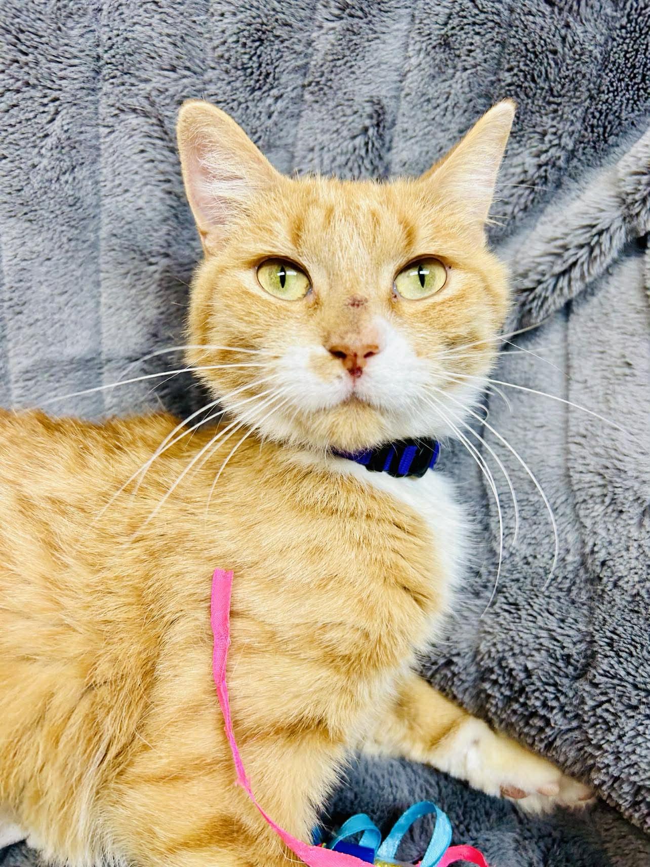 Maren, an adoptable Domestic Short Hair in Alexandria, MN image 1/2