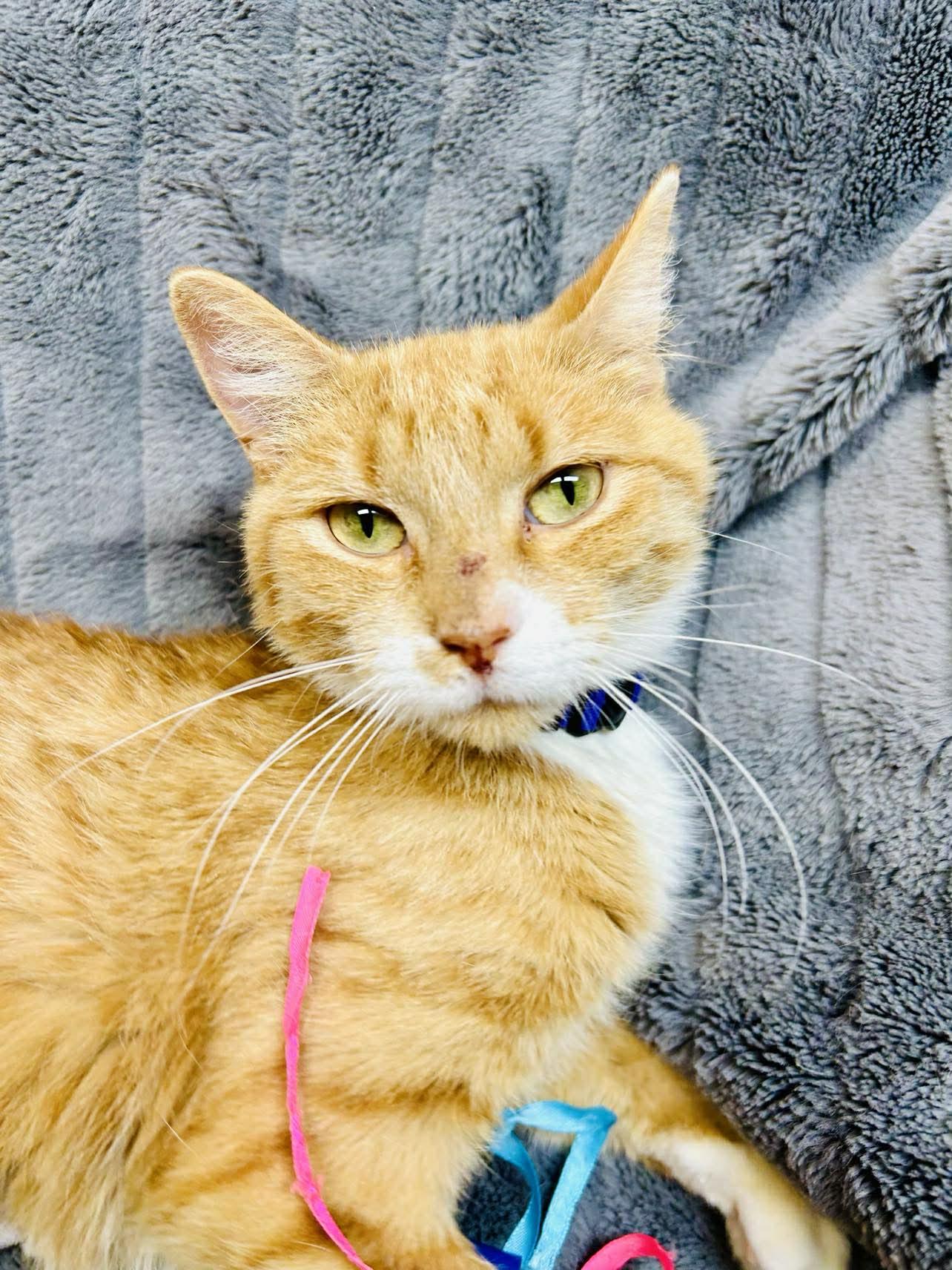 Maren, an adoptable Domestic Short Hair in Alexandria, MN image 2/2