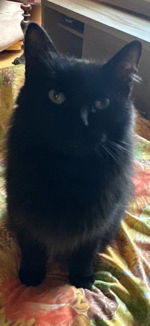 Minaj, Adoptable, Senior Female Domestic Medium Hair.