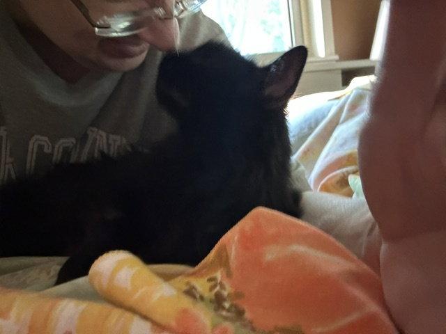 Enlarge Minaj, a Adoptable Domestic Medium Hair in Kohler, WI image 2/3