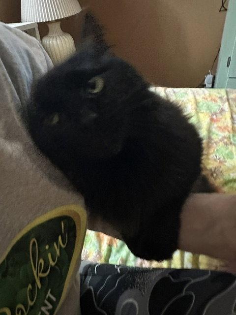 Enlarge Minaj, a Adoptable Domestic Medium Hair in Kohler, WI image 3/3