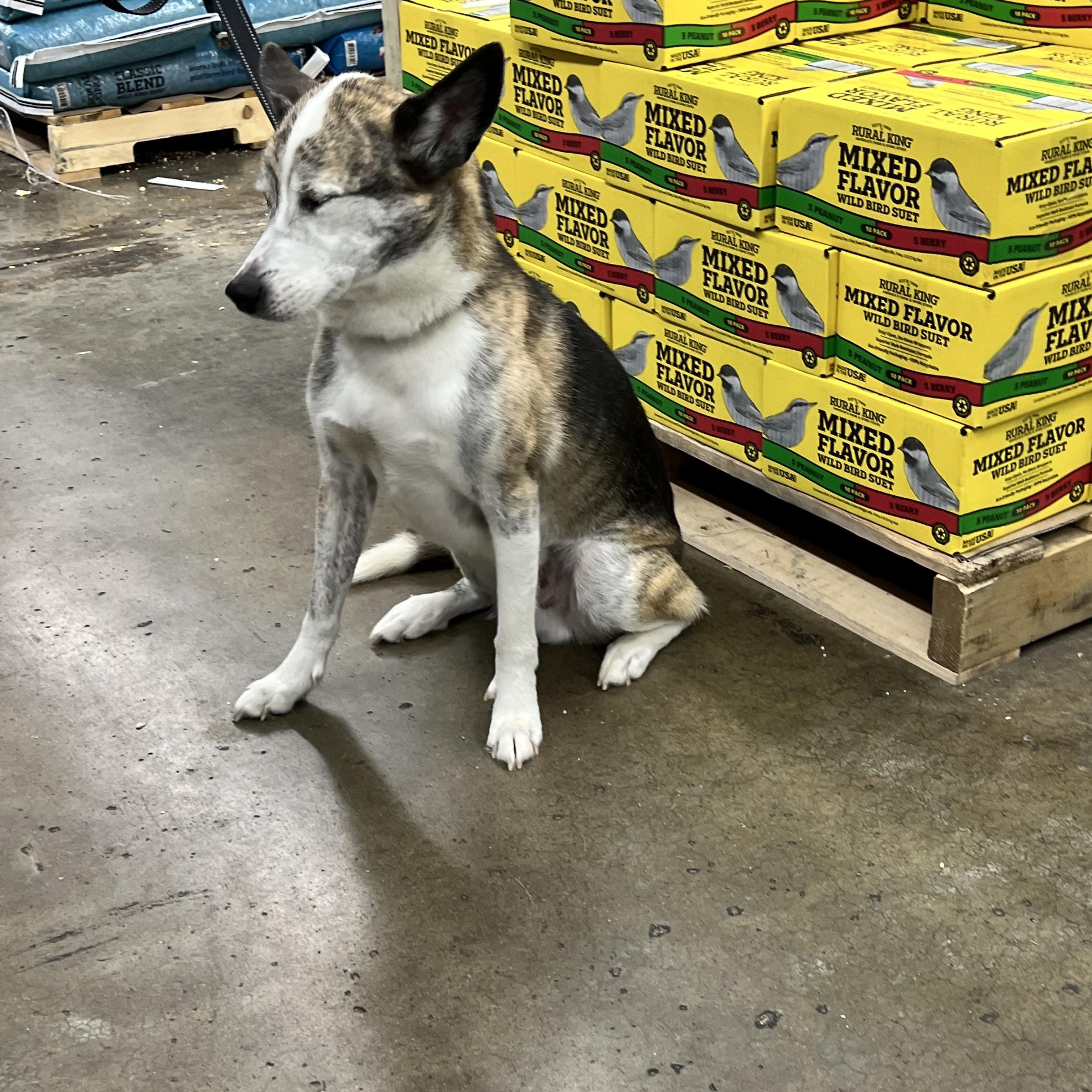 Opie, a Adoptable mixed breed in Woodlawn, TN image 6/6