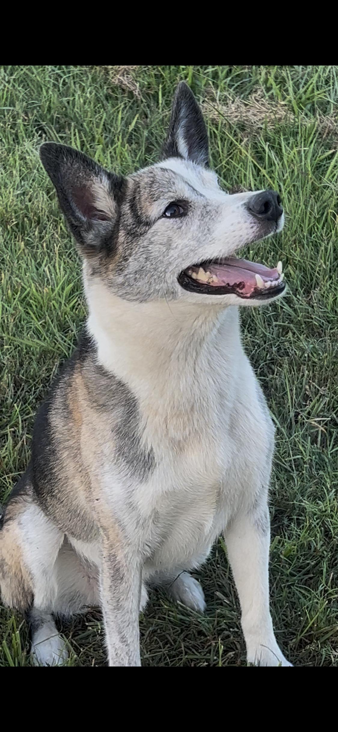 Enlarge Opie, a Adoptable mixed breed in Woodlawn, TN image 1/5