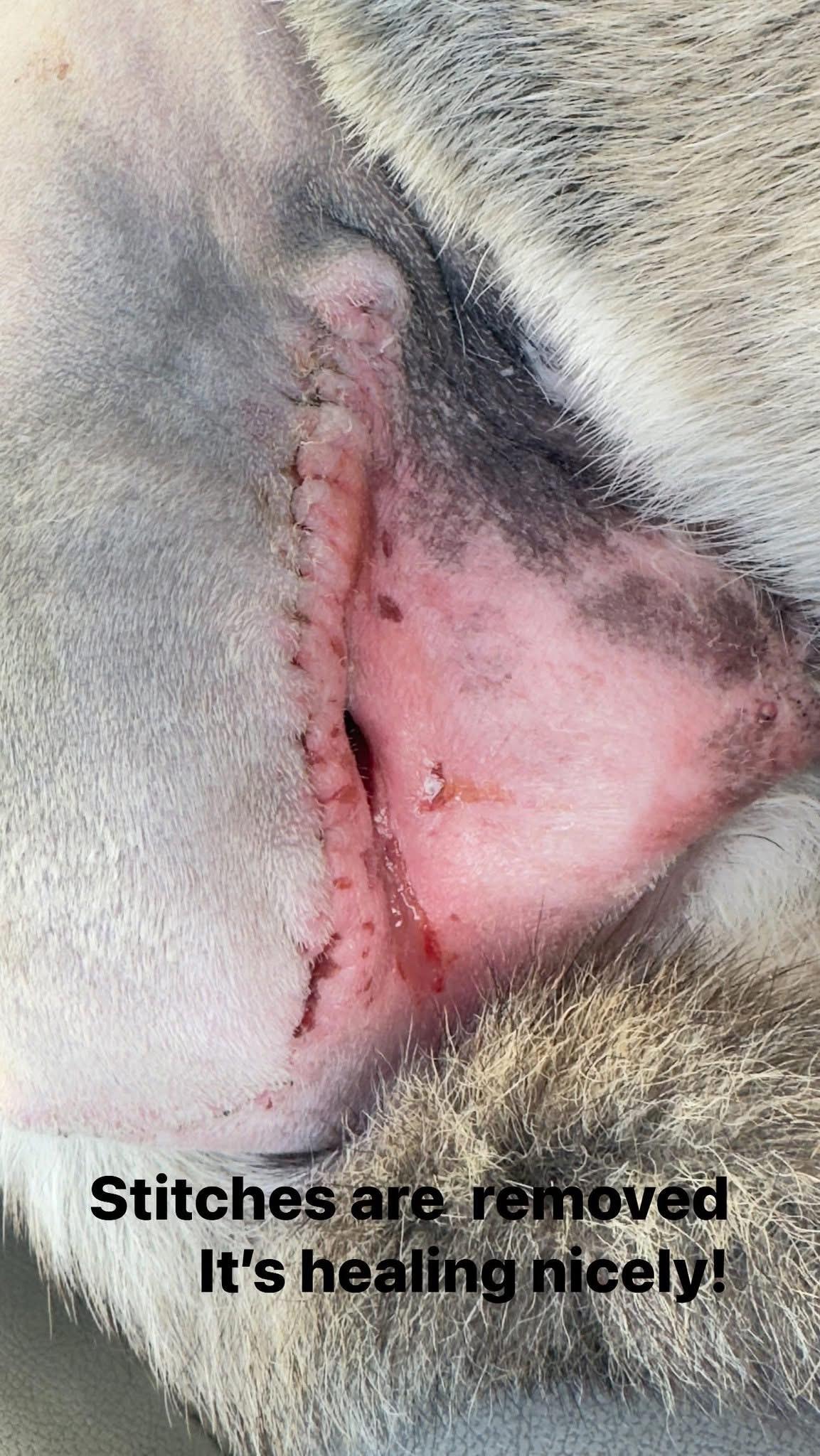 Enlarge Opie, a Adoptable mixed breed in Woodlawn, TN image 4/5