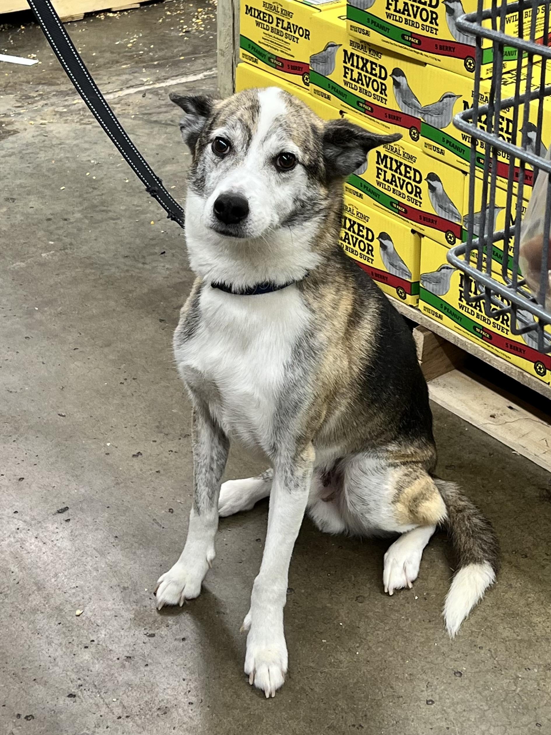 Opie, a Adoptable mixed breed in Woodlawn, TN image 2/6