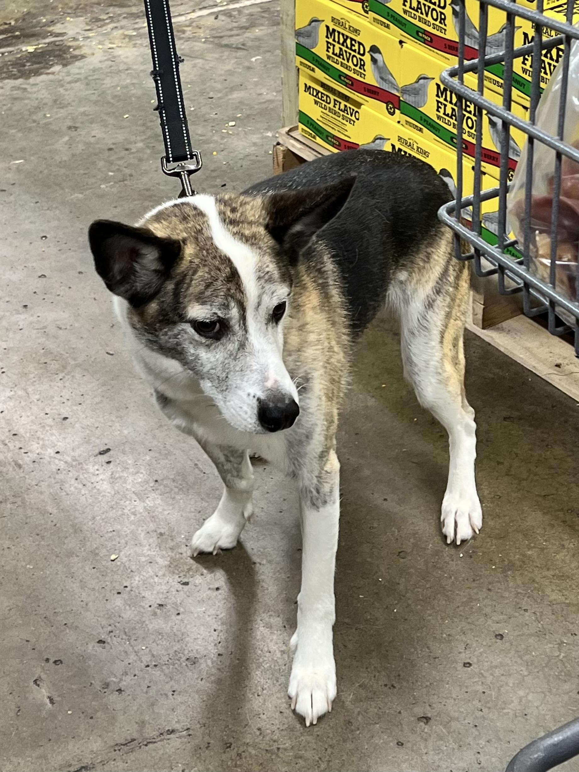 Opie, a Adoptable mixed breed in Woodlawn, TN image 4/6