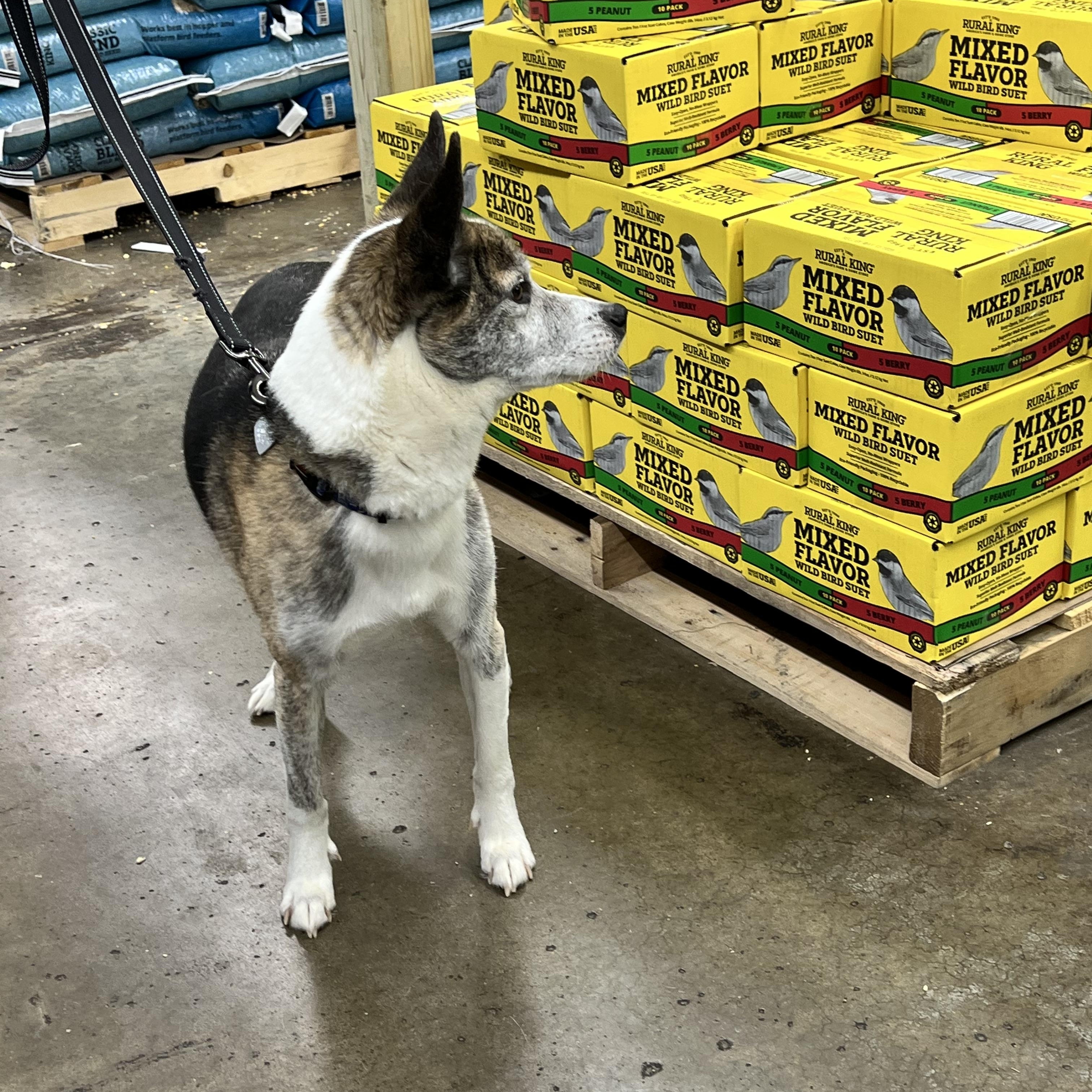 Opie, a Adoptable mixed breed in Woodlawn, TN image 5/6