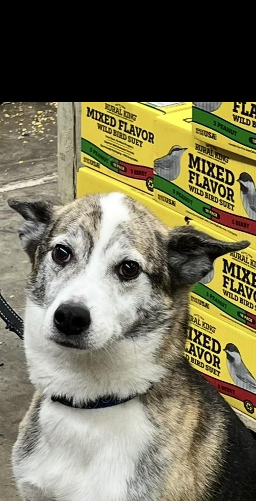 Opie, a Adoptable mixed breed in Woodlawn, TN image 1/6