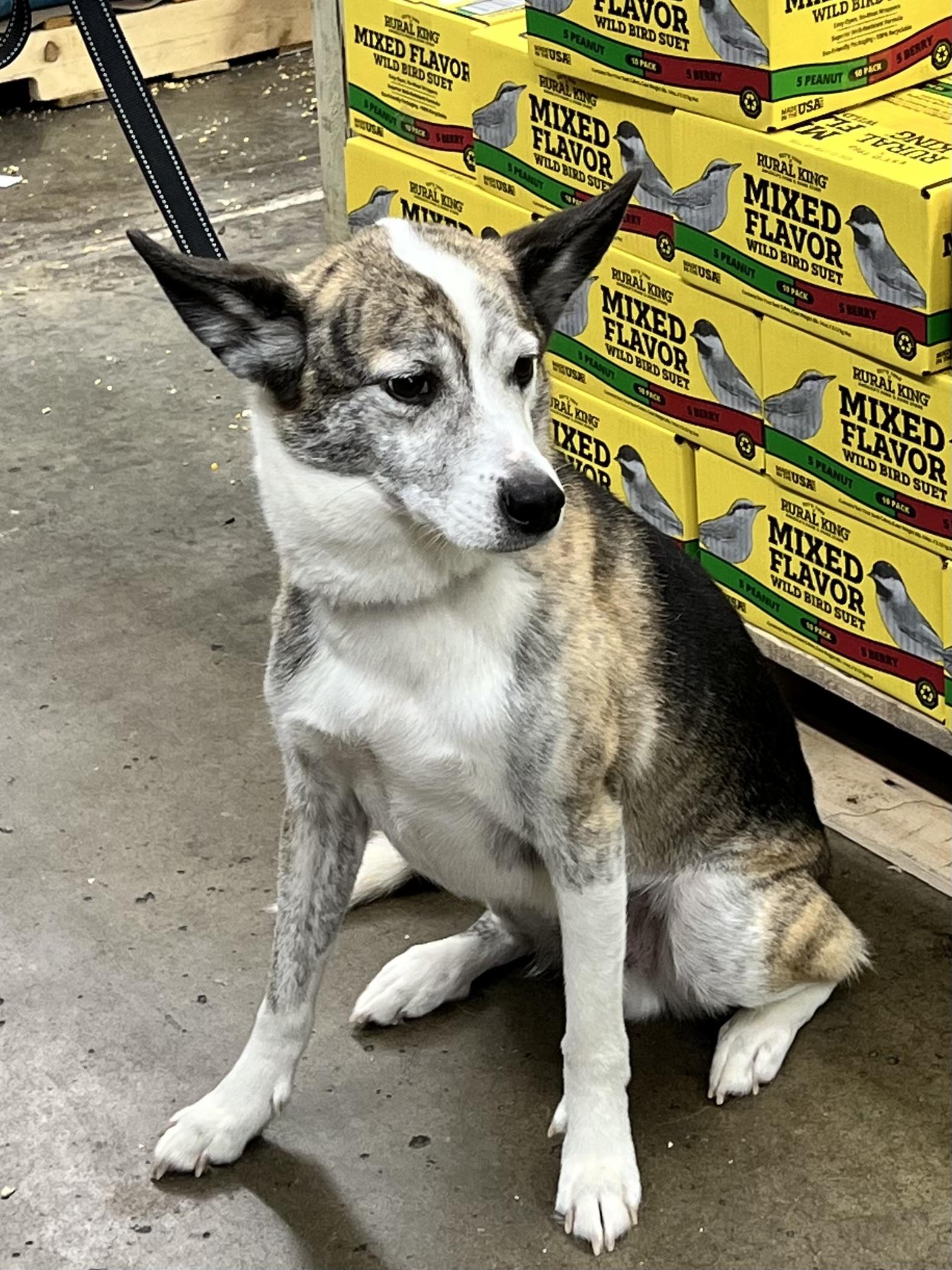 Opie, a Adoptable mixed breed in Woodlawn, TN image 3/6