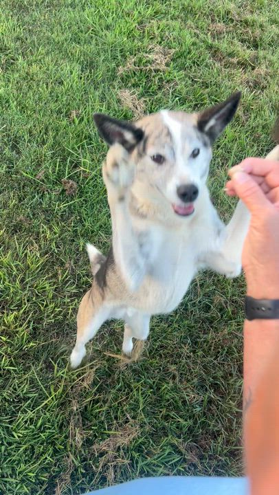 Enlarge Opie, a Adoptable mixed breed in Woodlawn, TN video 2/5