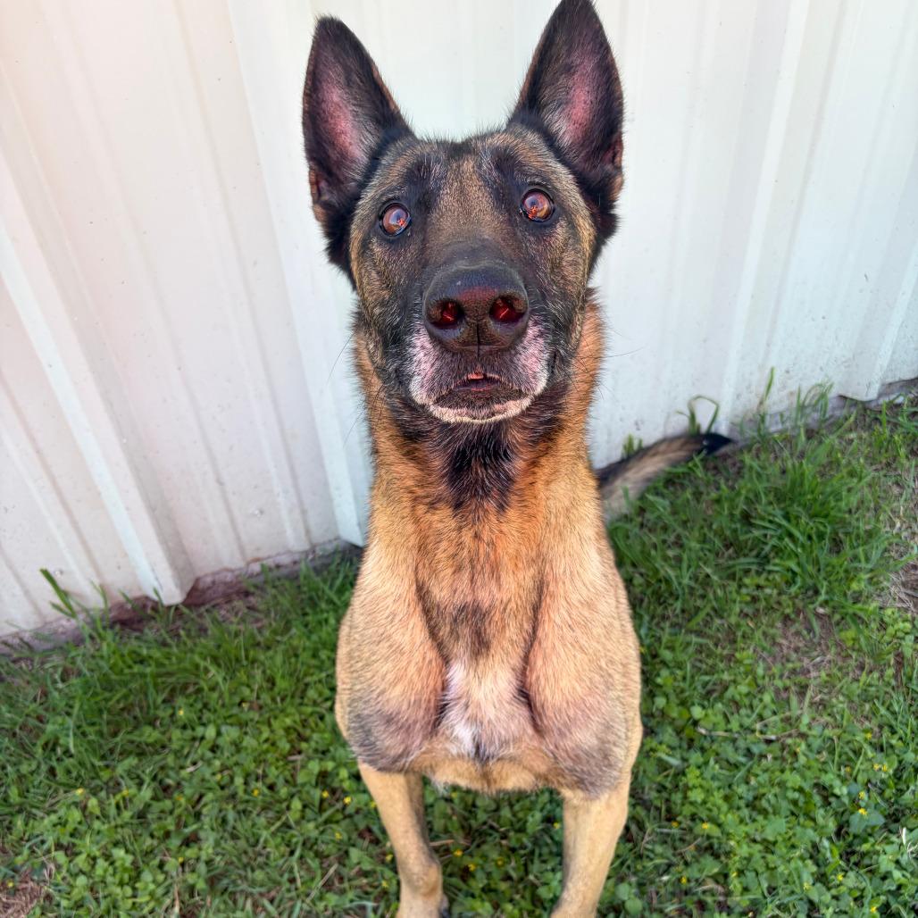 Enlarge Heidi, a Adoptable mixed breed in Fredericksburg, TX image 1/6