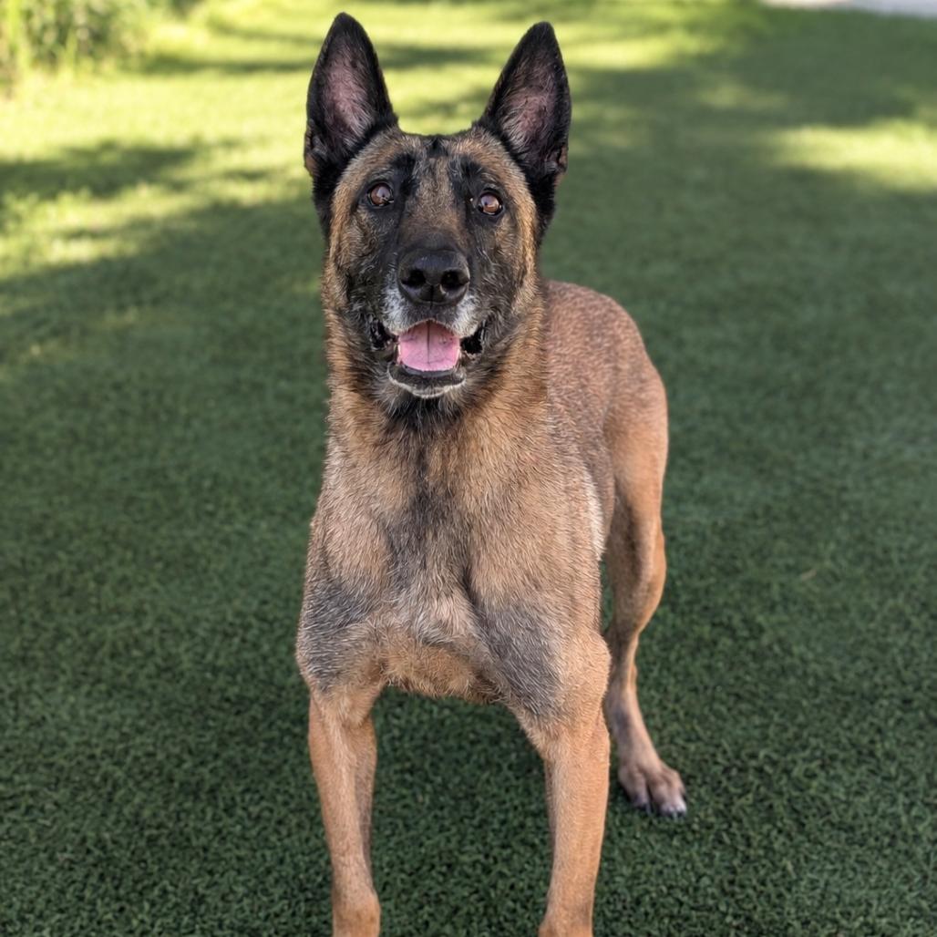 Enlarge Heidi, a Adoptable mixed breed in Fredericksburg, TX image 3/6