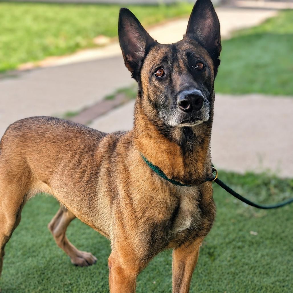 Enlarge Heidi, a Adoptable mixed breed in Fredericksburg, TX image 6/6