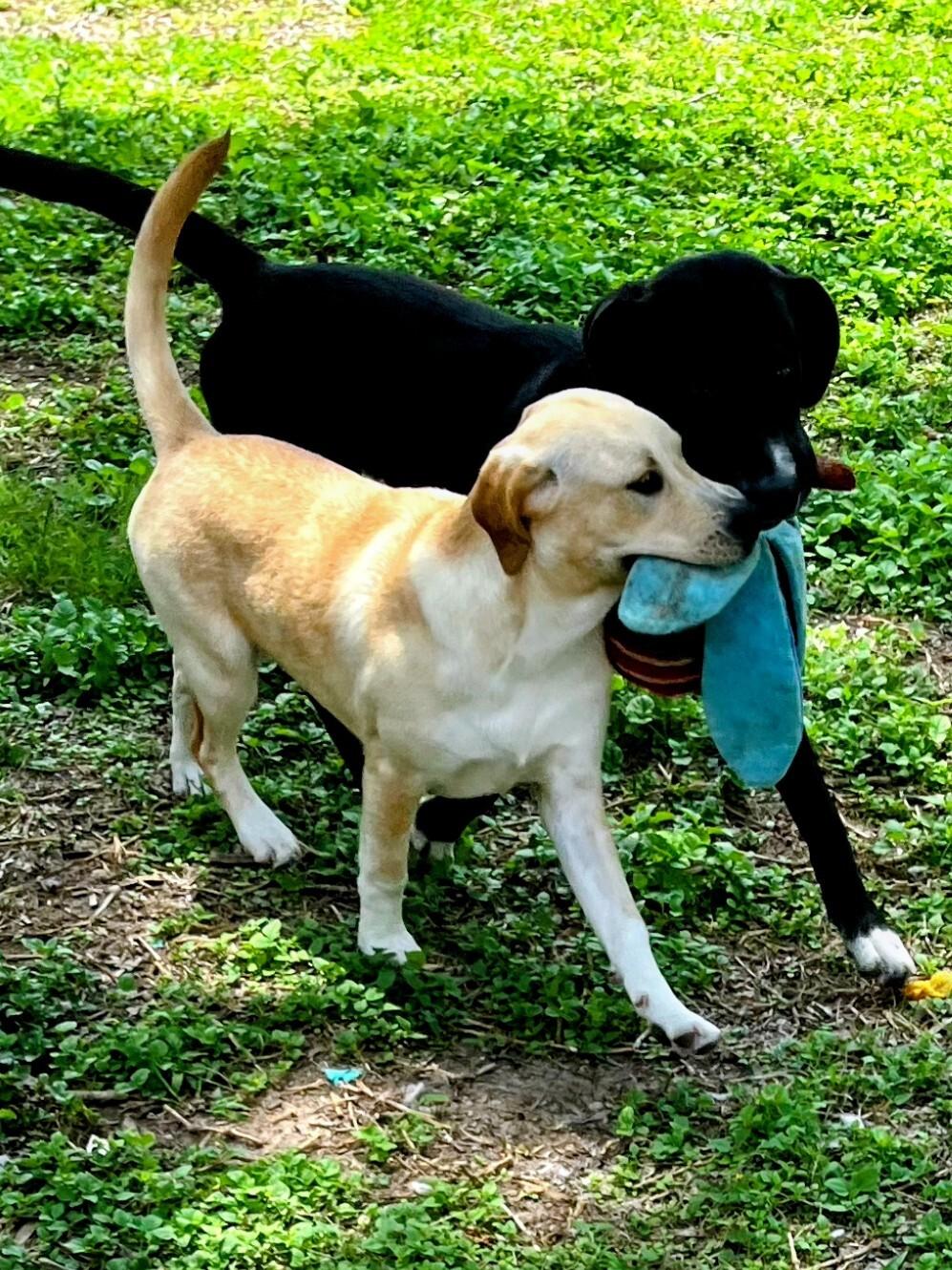 Enlarge Luna, an adoptable Yellow Labrador Retriever in Willington, CT image 4/6