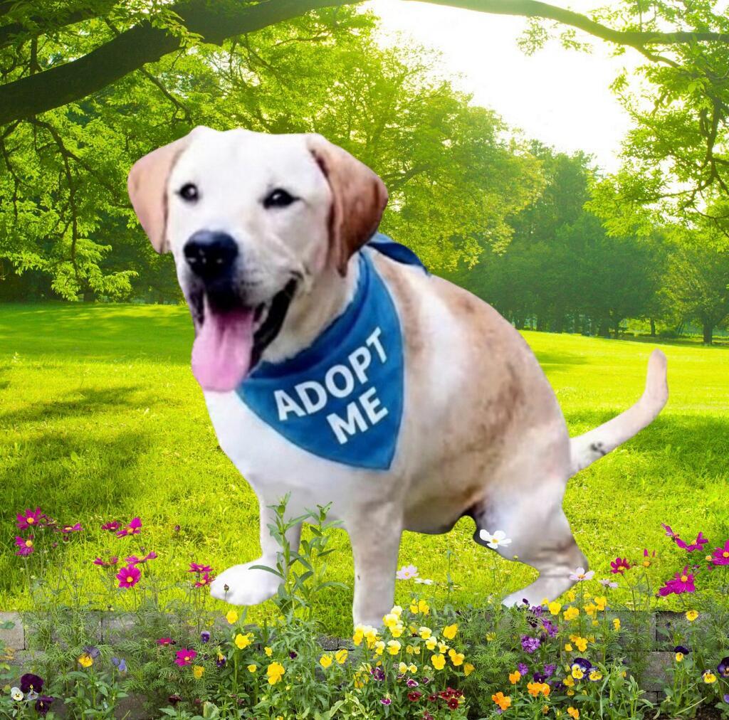 Enlarge Luna, an adoptable Yellow Labrador Retriever in Willington, CT image 1/6