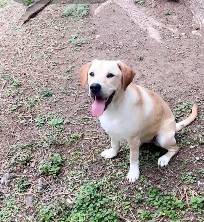 Enlarge Luna, an adoptable Yellow Labrador Retriever in Willington, CT image 3/6