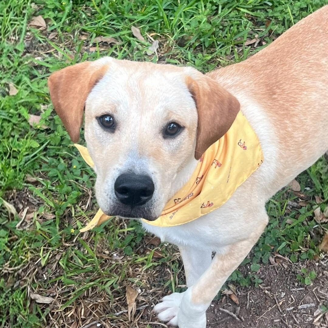 Luna, an adoptable Yellow Labrador Retriever in Willington, CT image 2/6