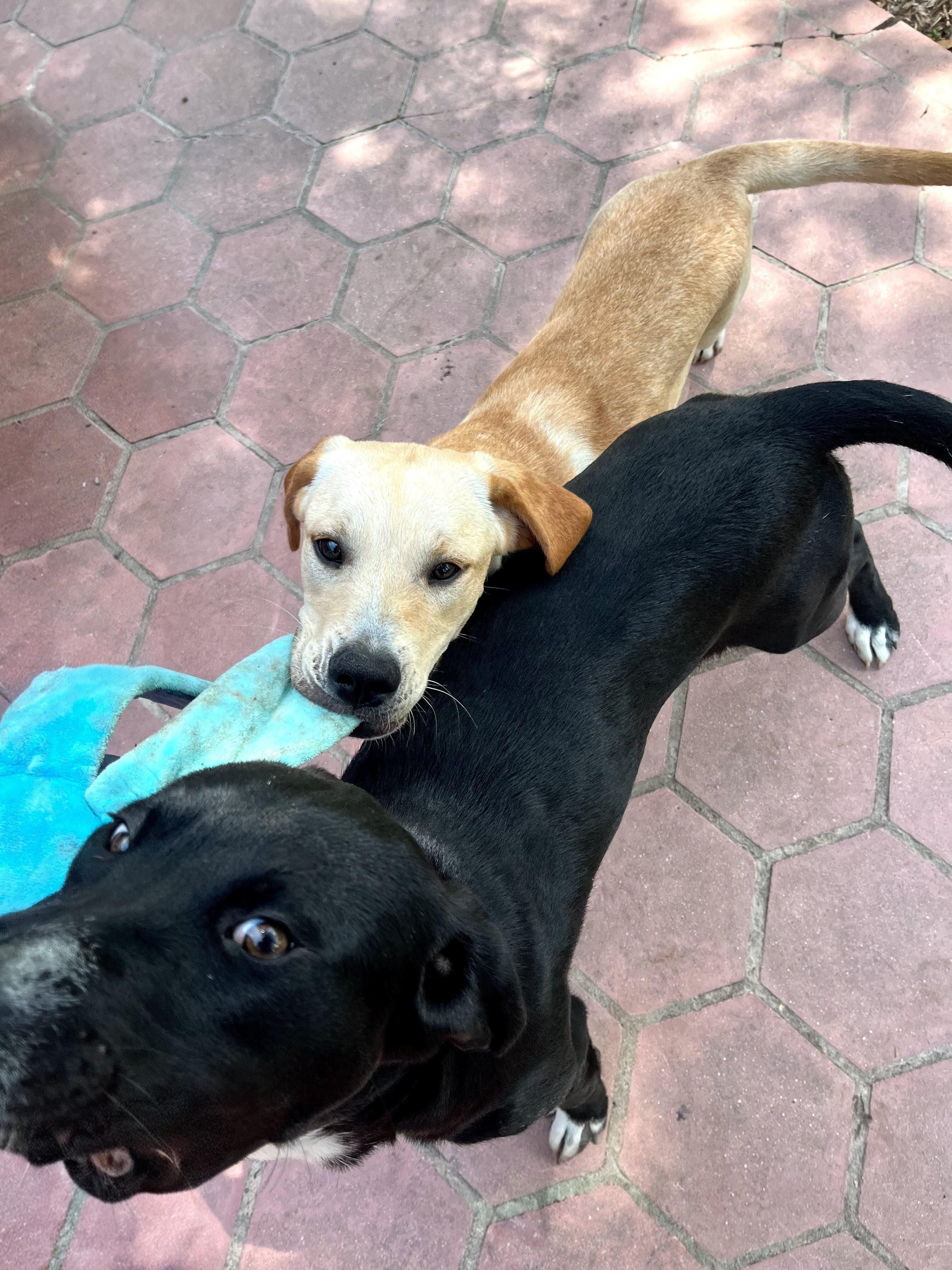 Enlarge Luna, an adoptable Yellow Labrador Retriever in Willington, CT image 5/6