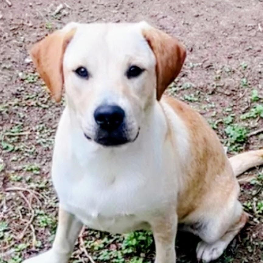 Enlarge Luna, an adoptable Yellow Labrador Retriever in Willington, CT image 2/6