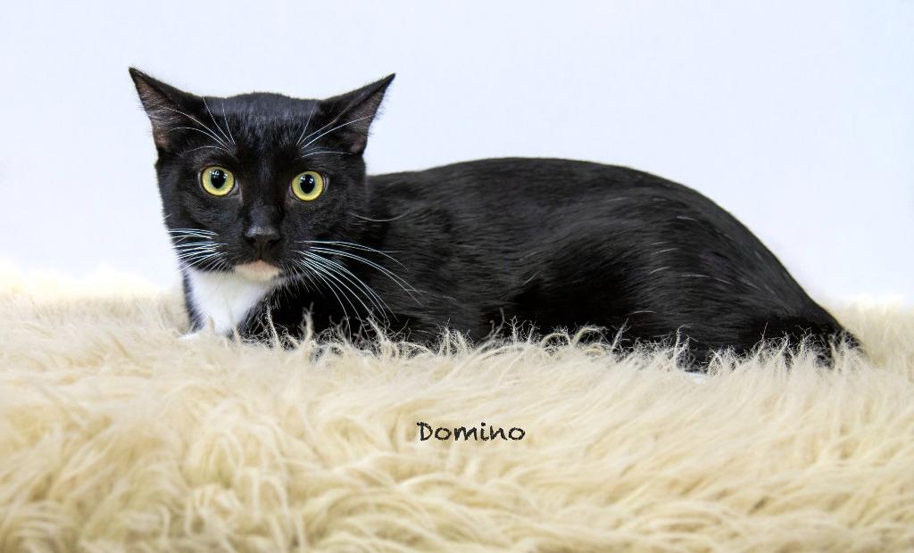 Enlarge Domino, a Adoptable mixed breed in Hot Springs Village, AR image 1/3