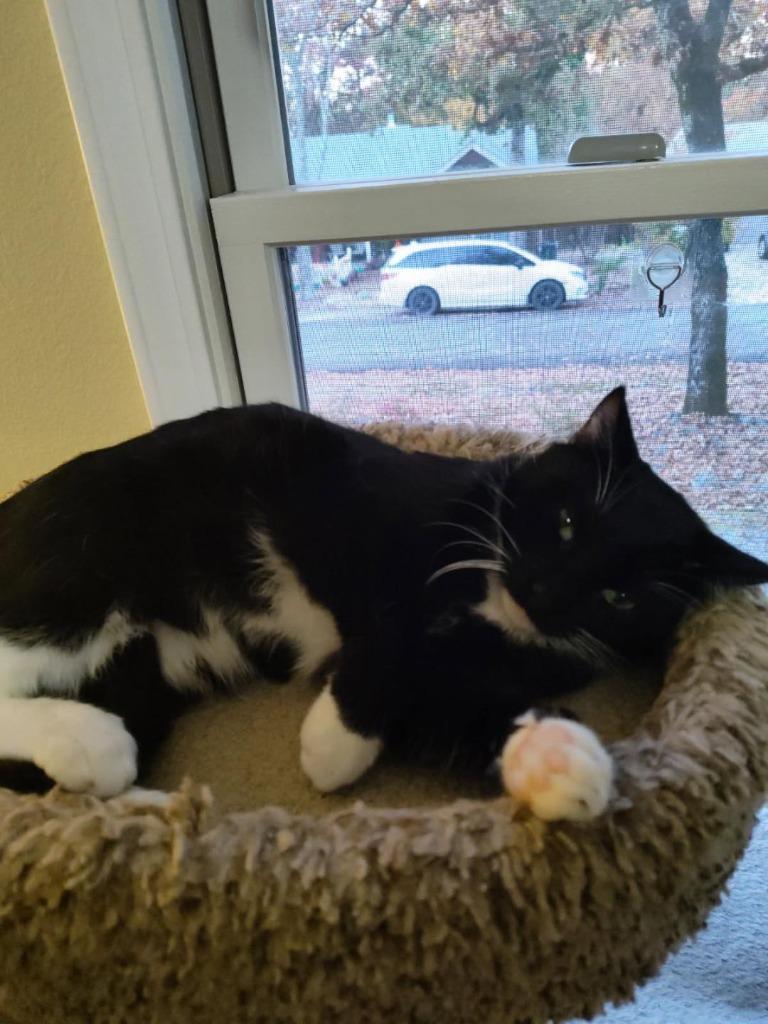 Enlarge Domino, a Adoptable mixed breed in Hot Springs Village, AR image 2/3