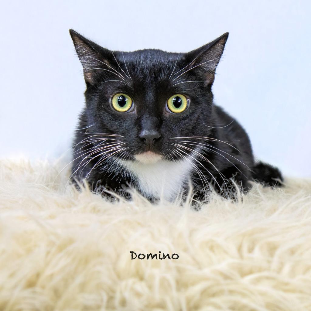 Enlarge Domino, a Adoptable mixed breed in Hot Springs Village, AR image 3/3