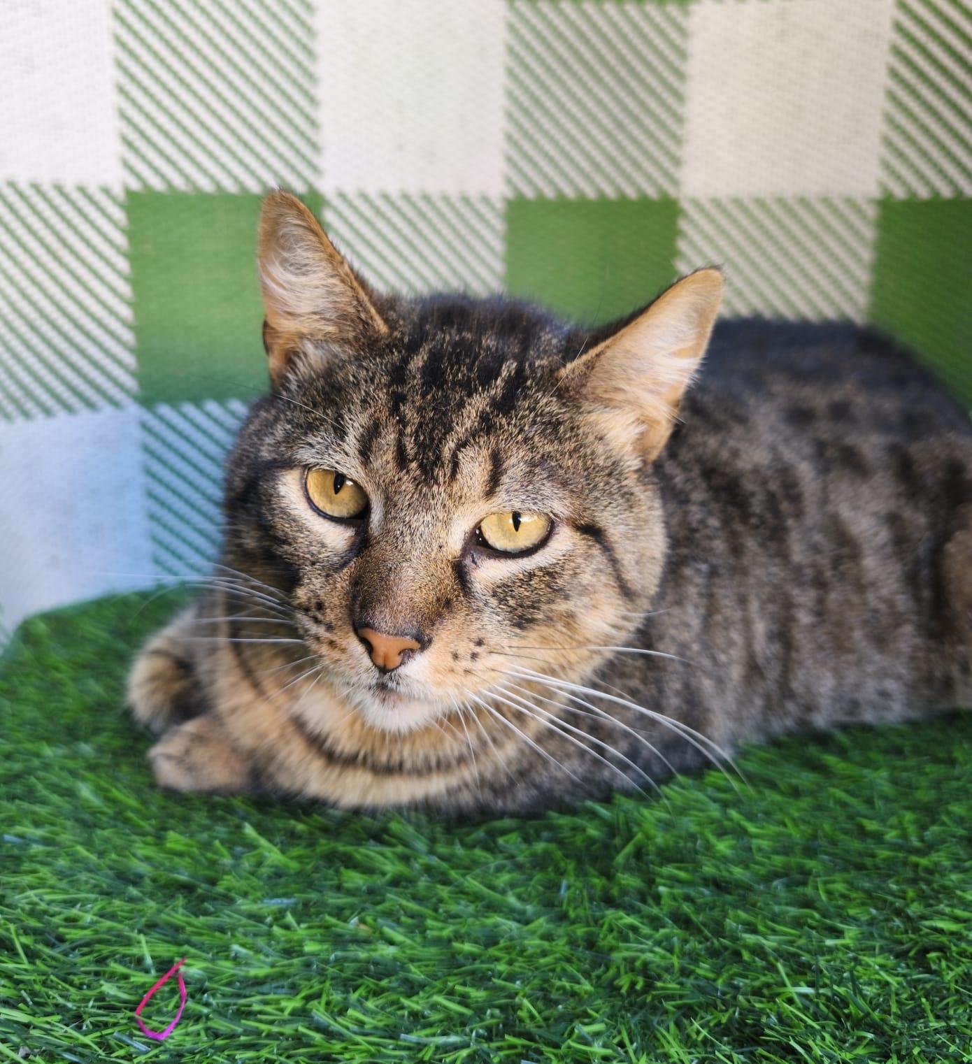 Enlarge Tom, a ADOPTABLE Domestic Short Hair in San Diego, CA image 2/5