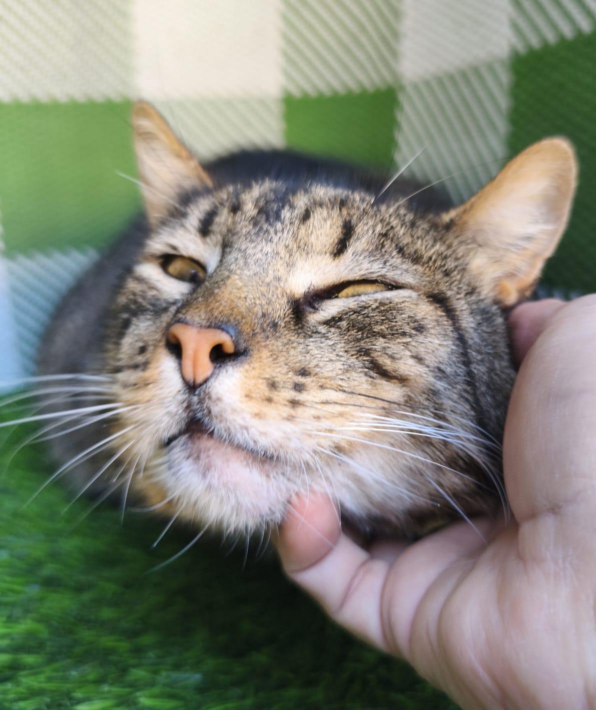 Enlarge Tom, a ADOPTABLE Domestic Short Hair in San Diego, CA image 3/5