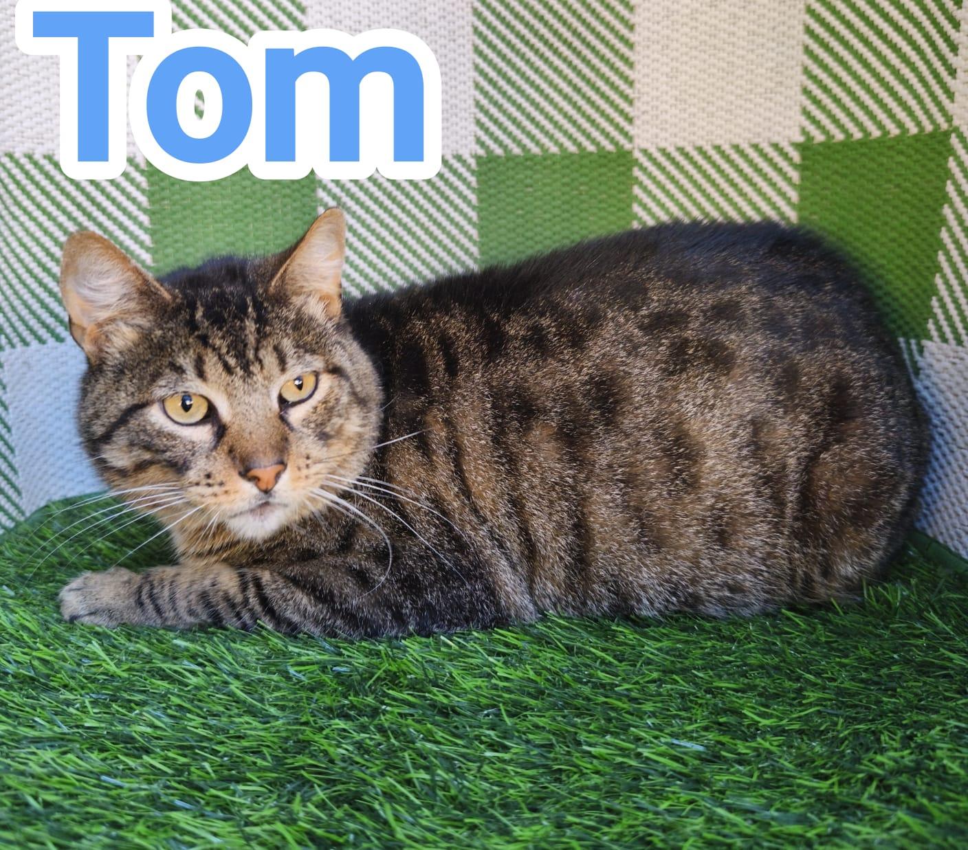 Enlarge Tom, a ADOPTABLE Domestic Short Hair in San Diego, CA image 1/5
