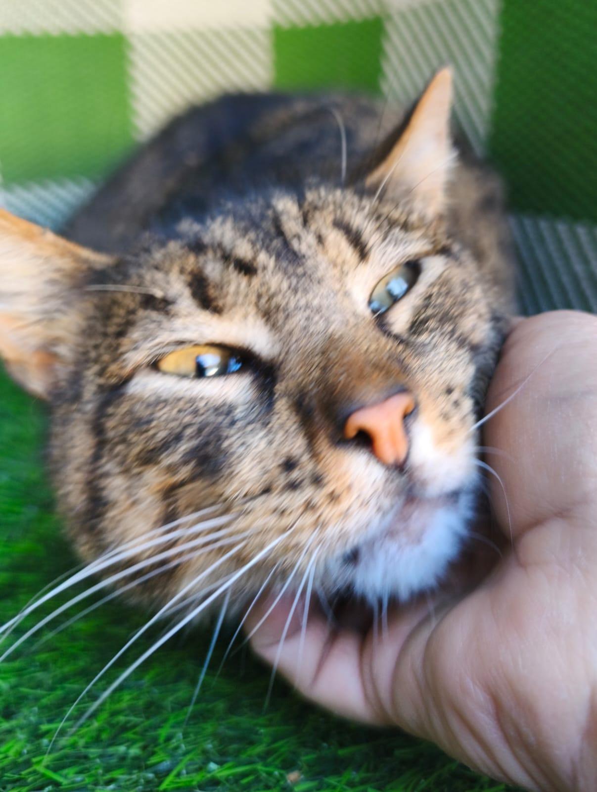 Enlarge Tom, a ADOPTABLE Domestic Short Hair in San Diego, CA image 4/5