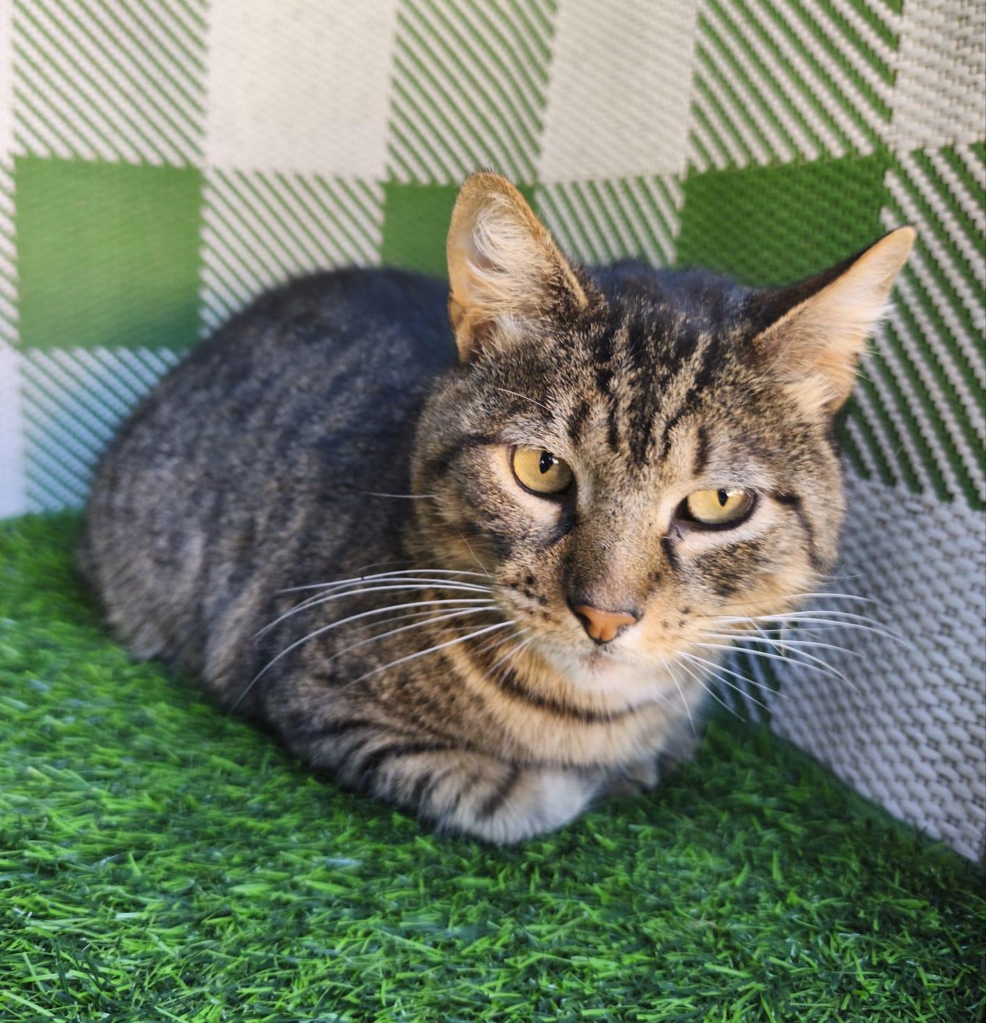 Enlarge Tom, a ADOPTABLE Domestic Short Hair in San Diego, CA image 5/5