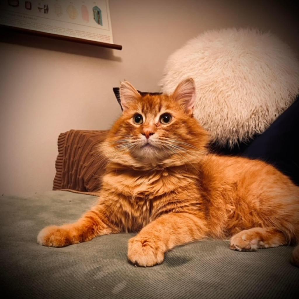 Chance, a Adoptable Domestic Long Hair in Middleton, WI image 1/2