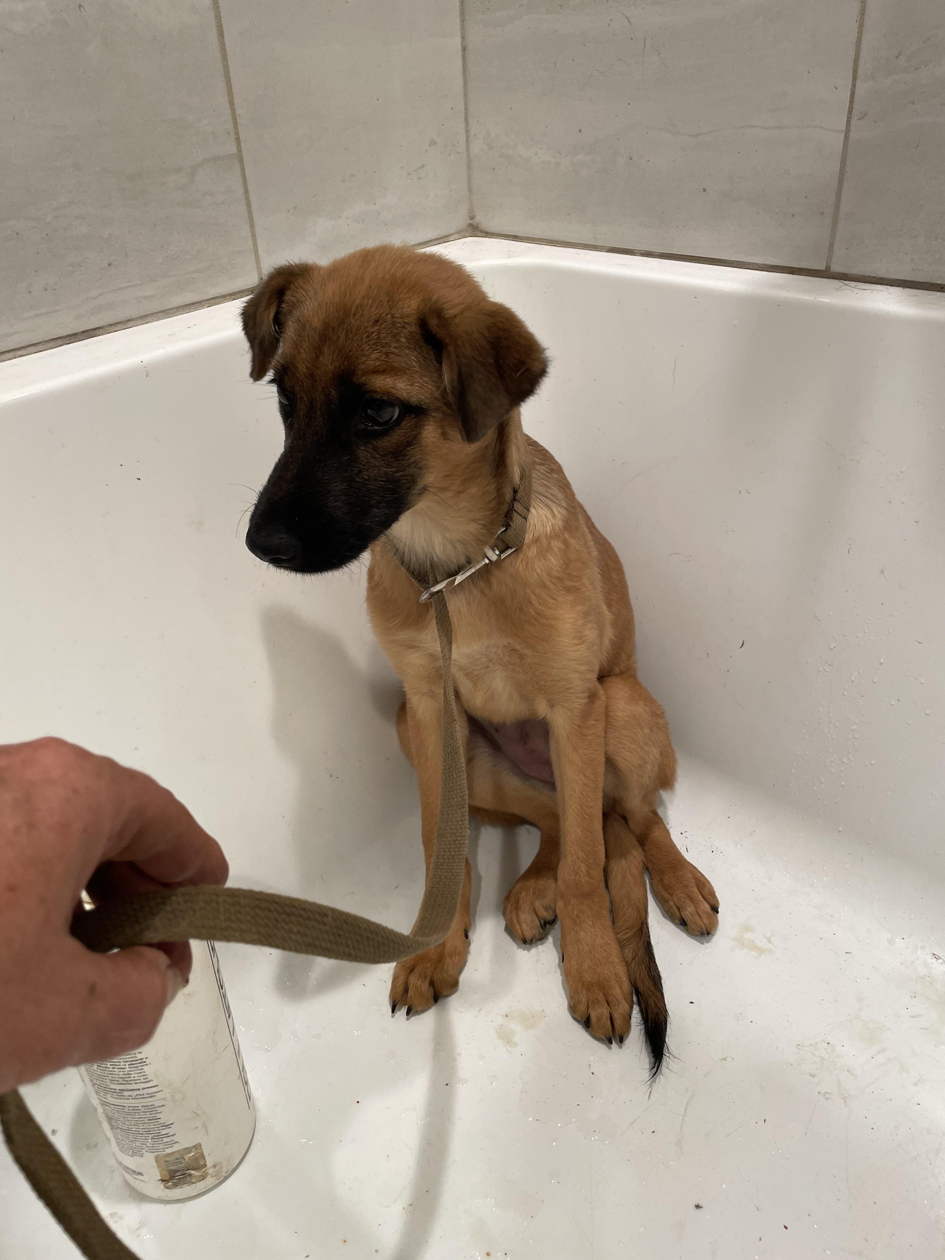 Testa, a ADOPTABLE mixed breed in Granby, MA image 2/4