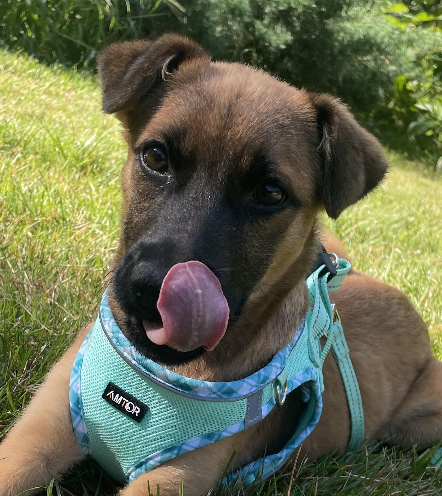 Testa, a ADOPTABLE mixed breed in Granby, MA image 3/4