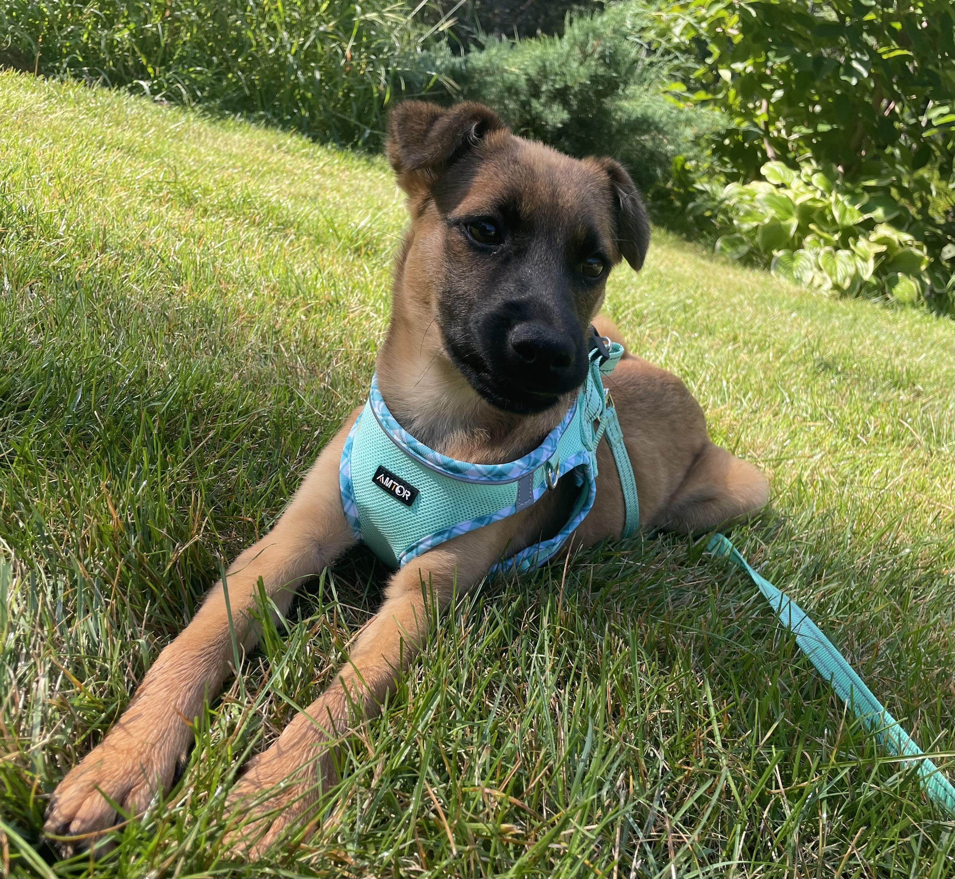 Testa, a ADOPTABLE mixed breed in Granby, MA image 1/4