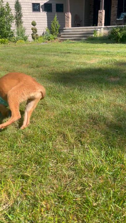 Enlarge Testa, a ADOPTABLE mixed breed in Granby, MA video 4/4