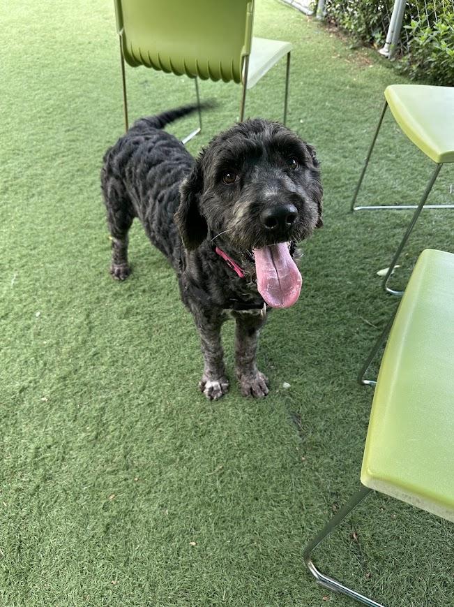Dixie, an adopted mixed breed in Ocean View, NJ image 4/5