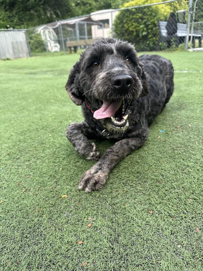 Dixie, an adopted mixed breed in Ocean View, NJ image 5/5