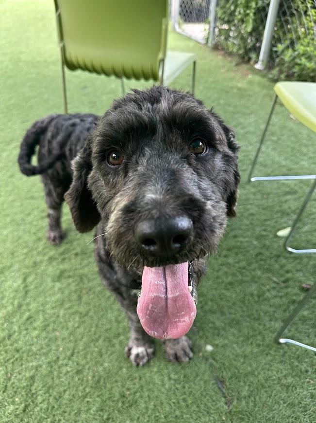 Dixie, adopted, Puppy Female Labradoodle.