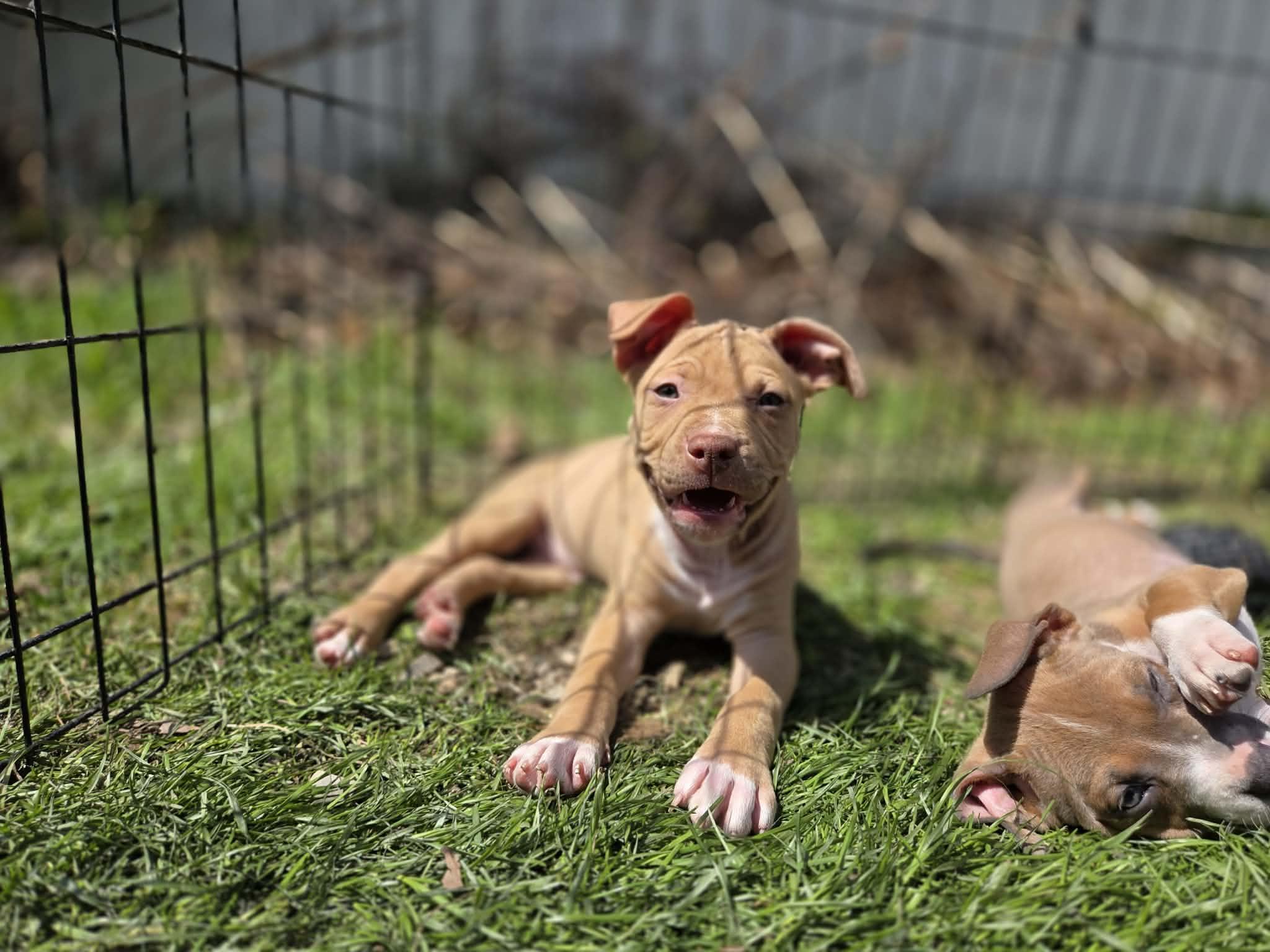 Enlarge Sebastian, a ADOPTABLE mixed breed in Appin, ON image 2/5