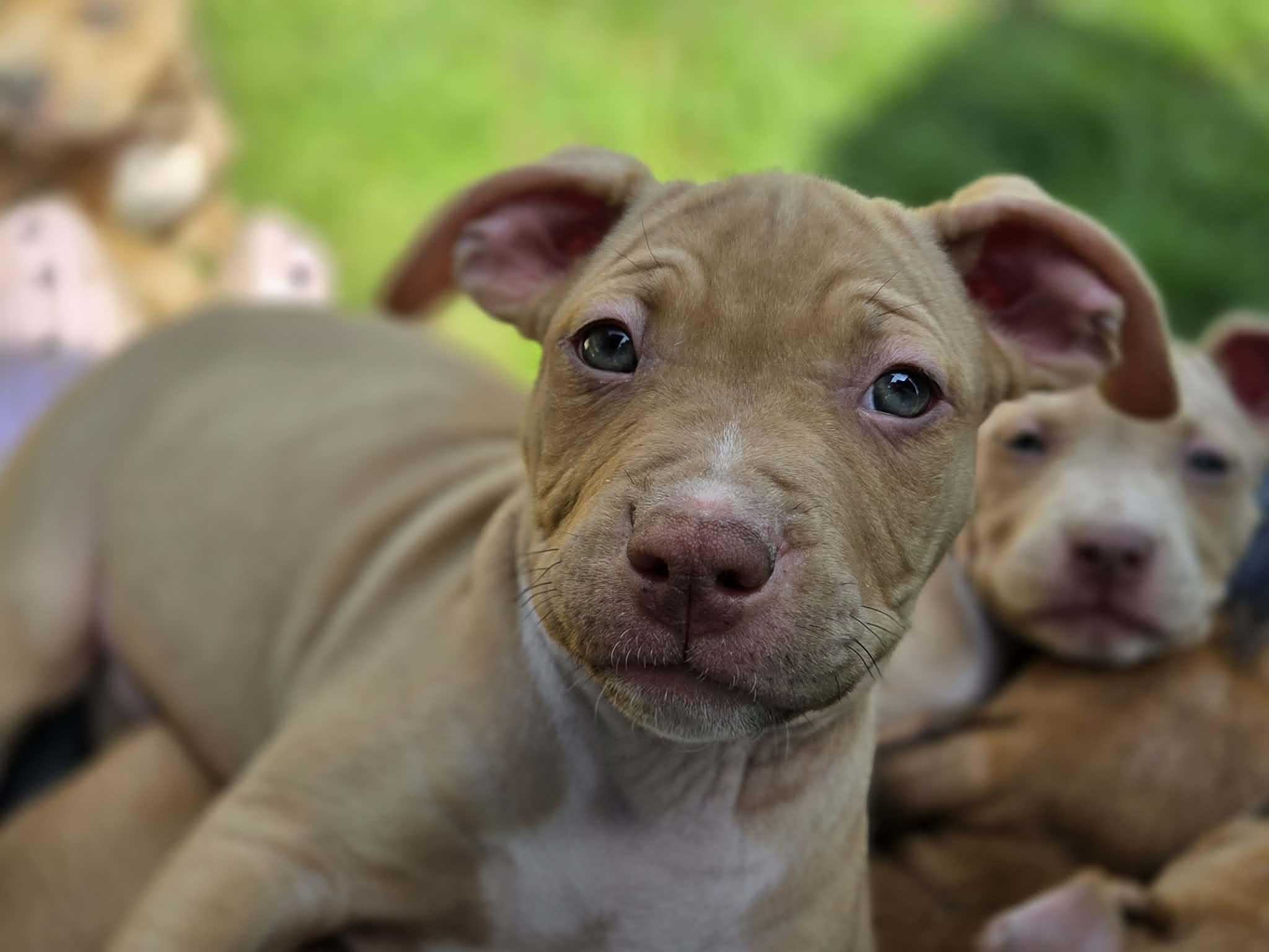 Sebastian, ADOPTABLE, Puppy Male American Bulldog & Boxer.