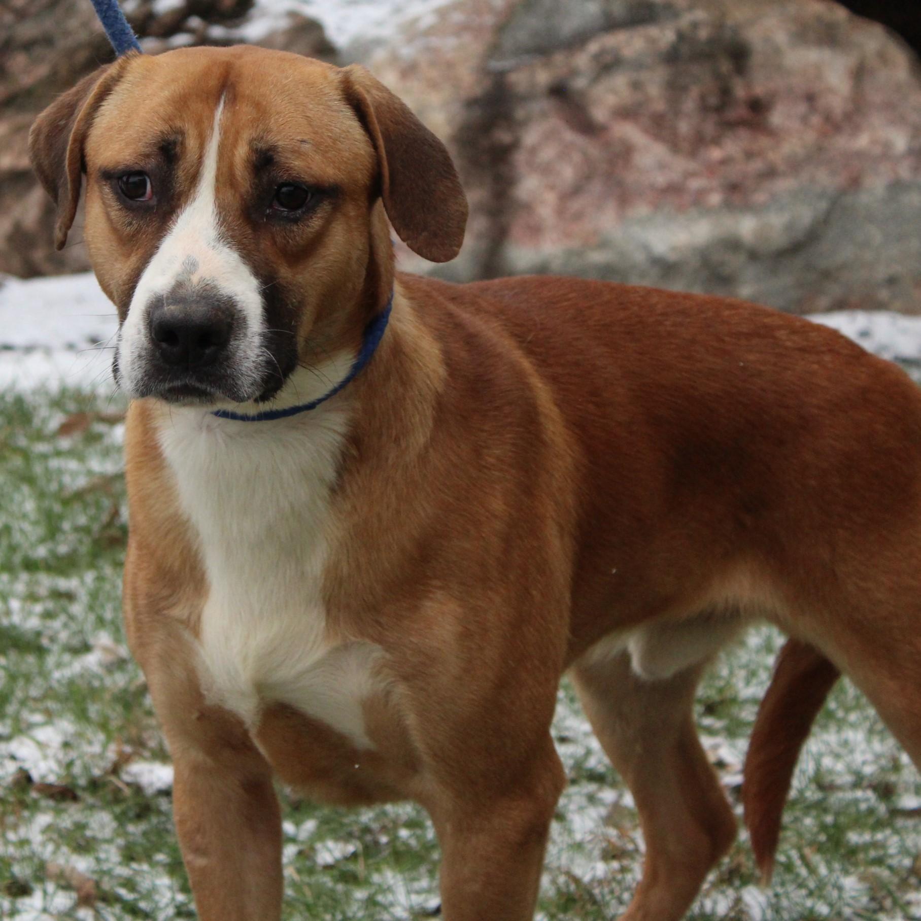 Enlarge Huxley, a ADOPTABLE mixed breed in Eaton, OH image 4/6