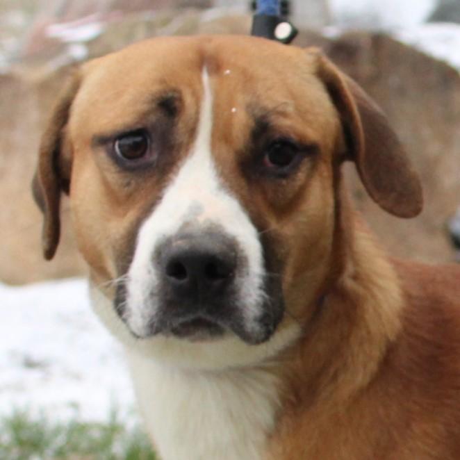 Enlarge Huxley, a ADOPTABLE mixed breed in Eaton, OH image 6/6