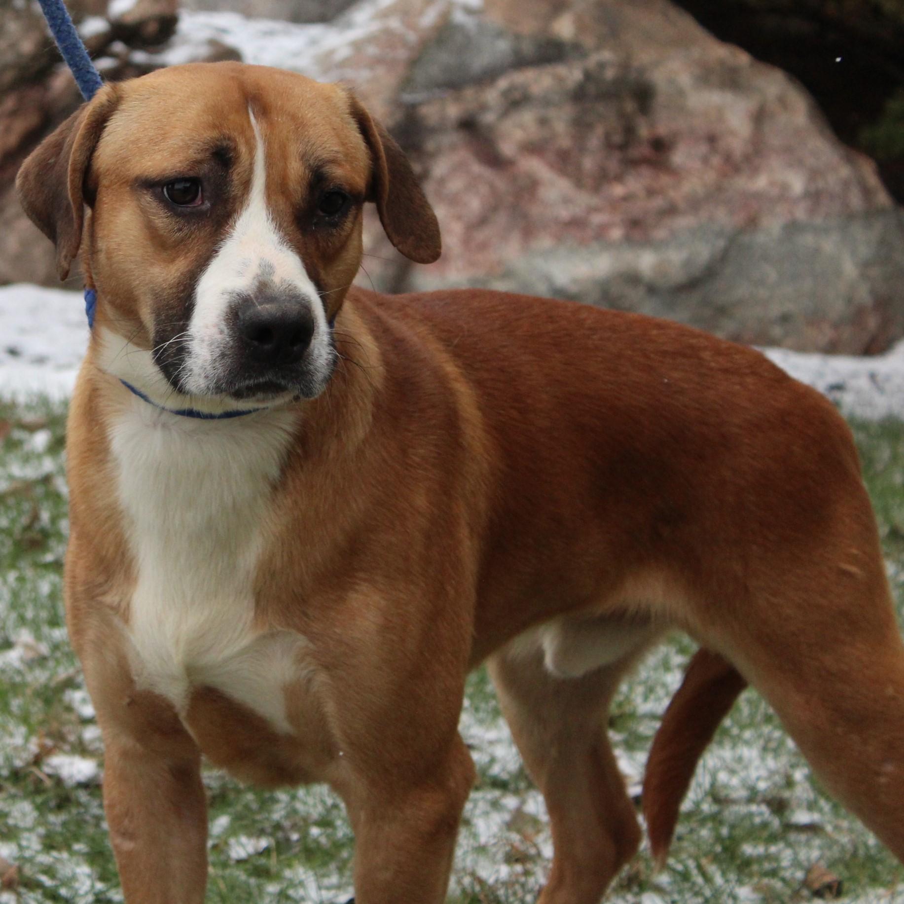 Enlarge Huxley, a ADOPTABLE mixed breed in Eaton, OH image 2/6