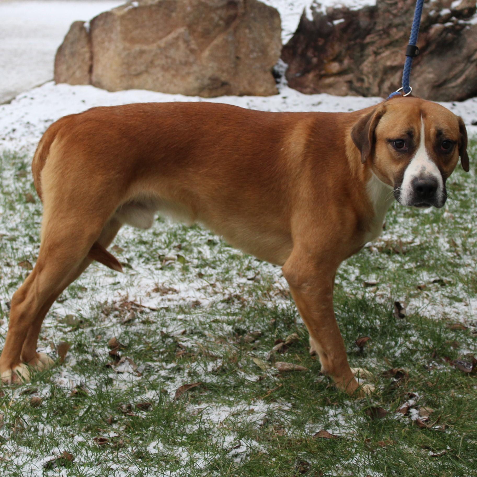 Enlarge Huxley, a ADOPTABLE mixed breed in Eaton, OH image 5/6