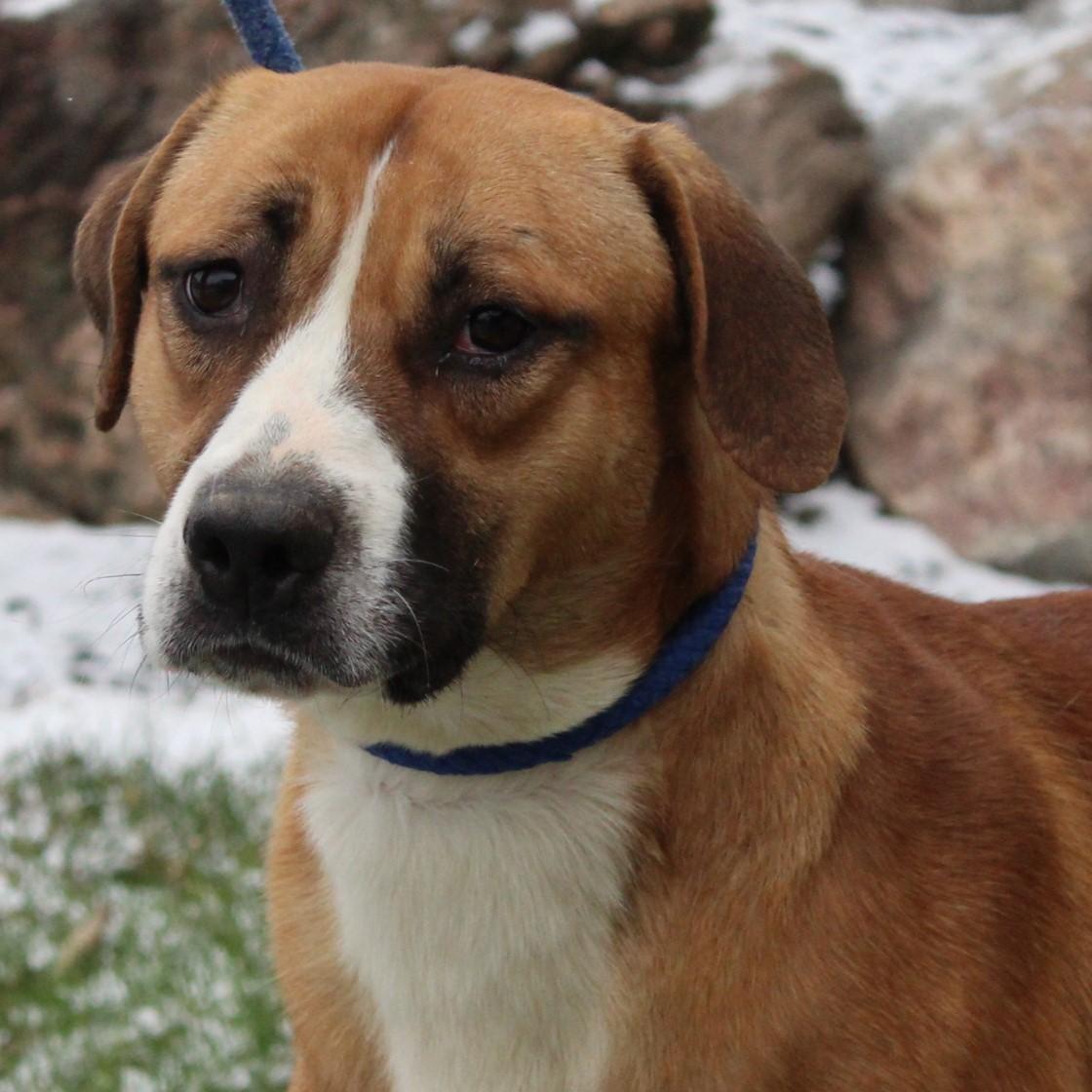 Enlarge Huxley, a ADOPTABLE mixed breed in Eaton, OH image 1/6